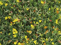 Rolklaver  Lotus corniculatus : background, bird's-foot trefoil, common bird's-foot trefoil, eggs and bacon, flora, floral, growth, lotus, Lotus corniculatus, many, natural, nature, no people, nobody, orange, plant, plants, trefoil, vascular, yellow, summer, summertime, outdoors, outside