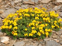 Lotus corniculatus 62, Gewone rolklaver, Saxifraga-Harry Jans