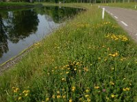 Lotus corniculatus var sativus 50, Rechte rolklaver, Saxifraga-Ed Stikvoort