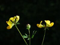 Lotus delortii 3, Saxifraga-Jan van der Straaten