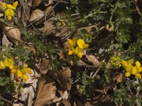 Lotus delortii 8, Saxifraga-Marijke Verhagen