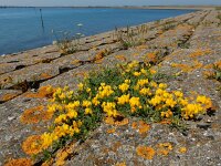 Lotus glaber 11, Smalle rolklaver, Saxifraga-Ed Stikvoort