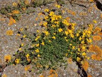 Lotus glaber 12, Smalle rolklaver, Saxifraga-Ed Stikvoort