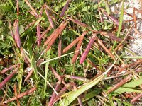 Lotus glaber 2, Smalle rolklaver, Saxifraga-Peter Meininger