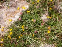 Lotus glaber 4, Smalle rolklaver, Saxifraga-Peter Meininger