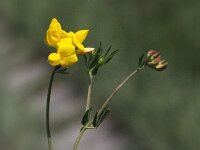 Lotus glaber 6, Smalle rolklaver, Saxifraga-Peter Meininger