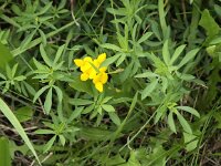 Lotus glaber 7, Smalle rolklaver, Saxifraga-Peter Meininger