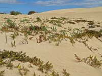 Lotus lancerottensis 12, Saxifraga-Hans Grotenhuis