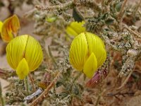 Lotus lancerottensis 6, Saxifraga-Hans Grotenhuis
