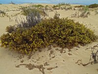 Lotus lancerottensis 8, Saxifraga-Hans Grotenhuis