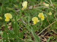 Lotus maritimus 11, Hauwklaver, Saxifraga-Willem van Kruijsbergen