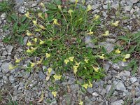 Lotus maritimus 12, Hauwklaver, Saxifraga-Willem van Kruijsbergen