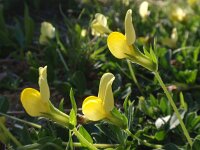 Lotus maritimus 16, Hauwklaver, Saxifraga-Jan Willem Jongepier