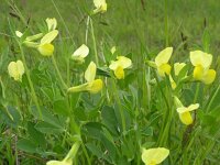 Lotus maritimus 17, Hauwklaver, Saxifraga-Jan Willem Jongepier