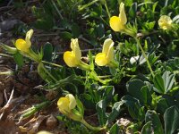 Lotus maritimus 18, Hauwklaver, Saxifraga-Jan Willem Jongepier