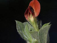 Lotus maritimus 24, Hauwklaver, Saxifraga-Willem van Kruijsbergen