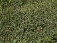 Lotus maritimus 27, Hauwklaver, Saxifraga-Willem van Kruijsbergen