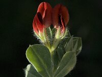 Lotus maritimus 28, Hauwklaver, Saxifraga-Jan van der Straaten