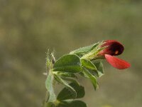 Lotus maritimus 29, Hauwklaver, Saxifraga-Jan van der Straaten