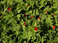 Lotus maritimus 41, Hauwklaver, Saxifraga-Ed Stikvoort