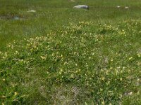 Lotus maritimus 53, Hauwklaver, Saxifraga-Ed Stikvoort