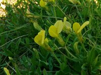 Lotus maritimus 54, Hauwklaver, Saxifraga-Hans Grotenhuis