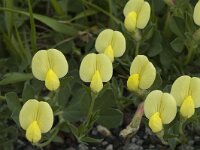 Lotus maritimus 7, Hauwklaver, Saxifraga-Marijke Verhagen