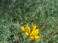 Lotus parviflorus 2, Saxifraga-Jeroen Willemsen