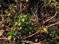 Ludwigia palustris 11, Waterlepeltje, Saxifraga-Hans Boll