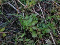 Ludwigia palustris 12, Waterlepeltje, Saxifraga-Hans Boll