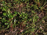 Ludwigia palustris 13, Waterlepeltje, Saxifraga-Hans Boll