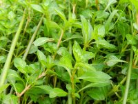 Ludwigia palustris 6, Waterlepeltje, Saxifraga-Rutger Barendse