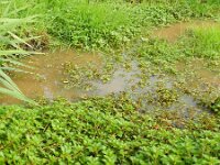 Ludwigia palustris 7, Waterlepeltje, Saxifraga-Rutger Barendse