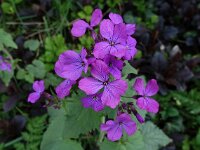 Lunaria annua 02, Tuinjudaspenning, AHB  Tuinjudaspenning, Lunaria annua Hardenberg-Heemse op 17 april 2018 Validatie Niels Eimers Zie: https://waarneming.nl/waarneming/view/154808549