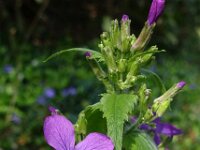 Lunaria annua 04, Tuinjudaspenning, AHB  Tuinjudaspenning, Lunaria annua Hardenberg-Heemse op 17 april 2018 Validatie Niels Eimers Zie: https://waarneming.nl/waarneming/view/154808549