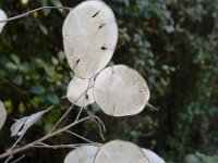 Lunaria annua 21, Tuinjudaspenning, Saxifraga-Ed Stikvoort