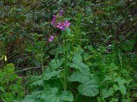 Lunaria annua 7, Tuinjudaspenning, Saxifraga-Ed Stikvoort