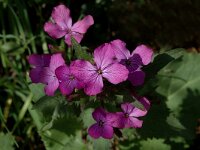 Lunaria annua ssp annua 4, Tuinjudaspenning, Saxifraga-Marijke Verhagen
