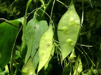 Lunaria rediviva 26, Wilde judaspenning, Saxifraga-Hans Grotenhuis