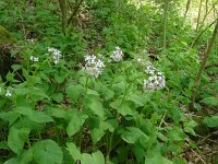 Lunaria rediviva 29, Wilde judaspenning, Saxifraga-Hans Grotenhuis
