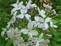Lunaria rediviva 31, Wilde judaspenning, Saxifraga-Hans Grotenhuis