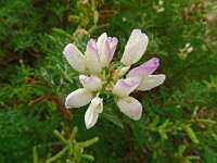 Lupinus albus 15, Saxifraga-Hans Grotenhuis