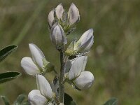Lupinus albus ssp albus 3, Saxifraga-Willem van Kruijsbergen