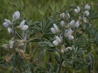 Lupinus albus ssp albus 4, Saxifraga-Willem van Kruijsbergen