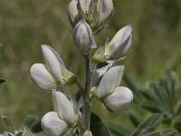Lupinus albus ssp albus 5, Saxifraga-Willem van Kruijsbergen