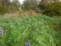 Lupinus cosentinii 7, Saxifraga-Ed Stikvoort