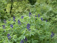 Lupinus micranthus 10, Saxifraga-Dirk Hilbers