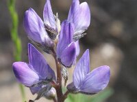 Lupinus micranthus 2, Saxifraga-Rutger Barendse