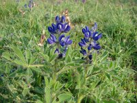Lupinus micranthus 3, Saxifraga-Jasenka Topic