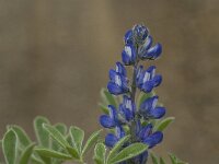 Lupinus micranthus 5, Saxifraga-Jan van der Straaten